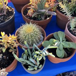 Today Only 2 For $5 Plant sale 