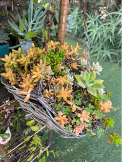 Beautiful hanging succulents