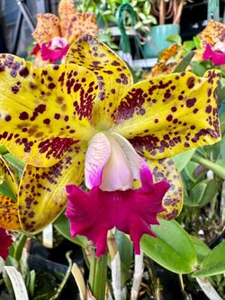 Cattleya orchids Các Lan