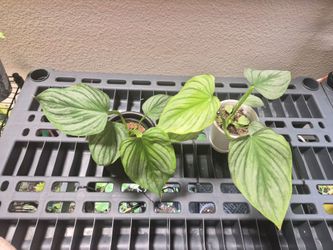 Philodendron Mamei