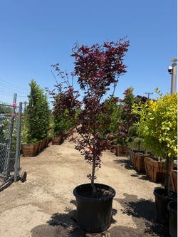 Japanese maple (Bloodgood)