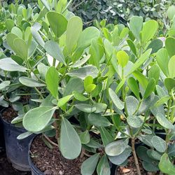 Clusia Hedges 7gl 3ft🌱$13