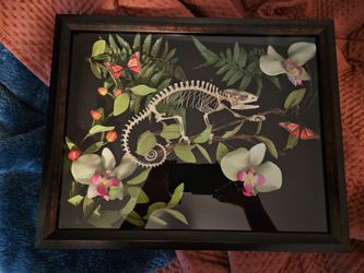 Taxidermy (taking requests)