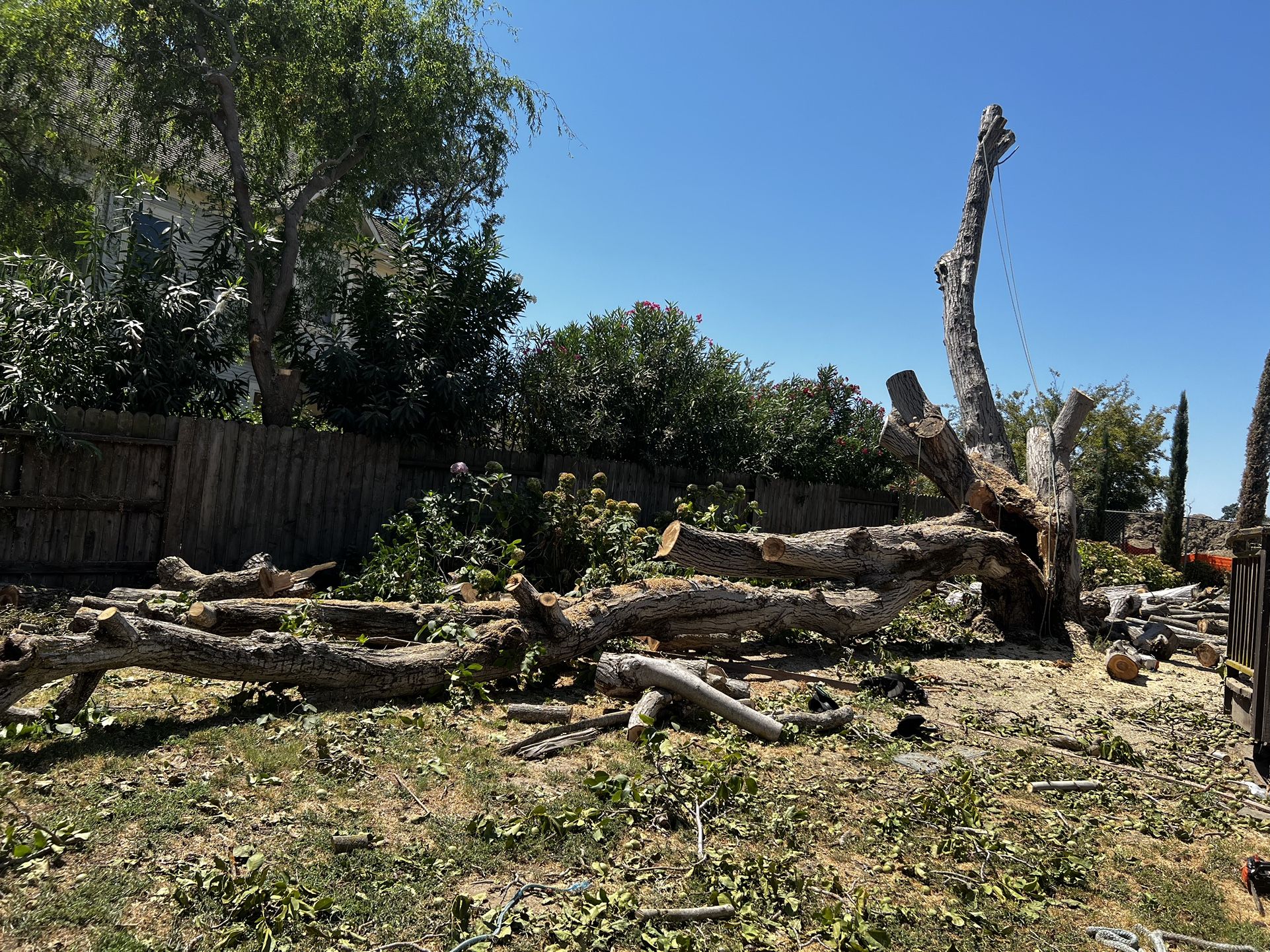 Tree Work