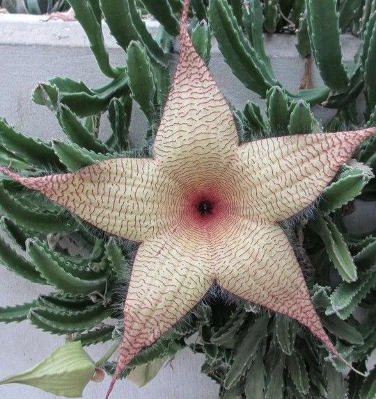 Stapelia Giantea,Starfish 