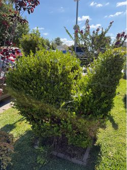 Tree Plant green foliage