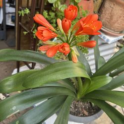 Plant Beautiful Flowers.