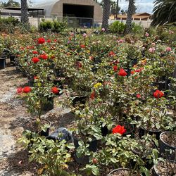 Roses