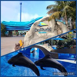 Sea world passes 4