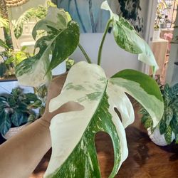 Monstera Borsigiana Albo Variegated 