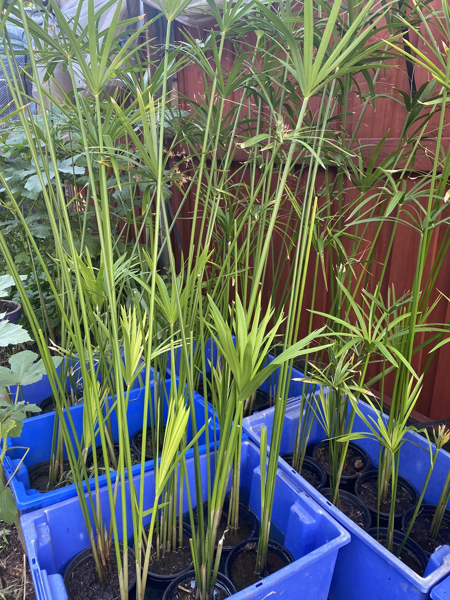 Umbrella Palm Tree for Sale in Dallas, TX OfferUp