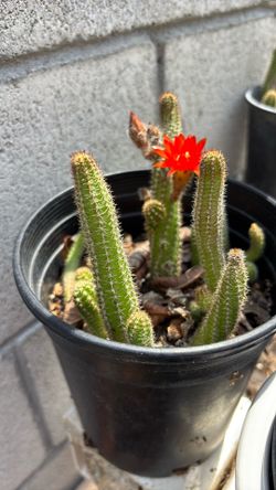 Cactus Color Naranja