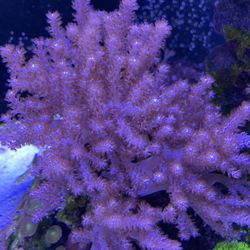 Leather Corals