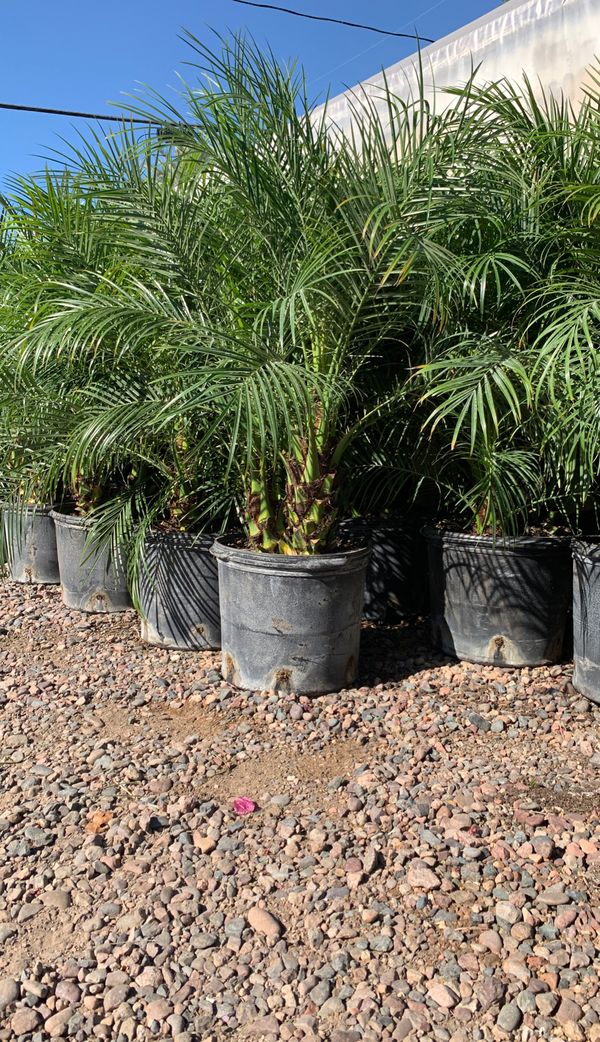 Outdoor decorative landscaping plants pygmy palm phoenix