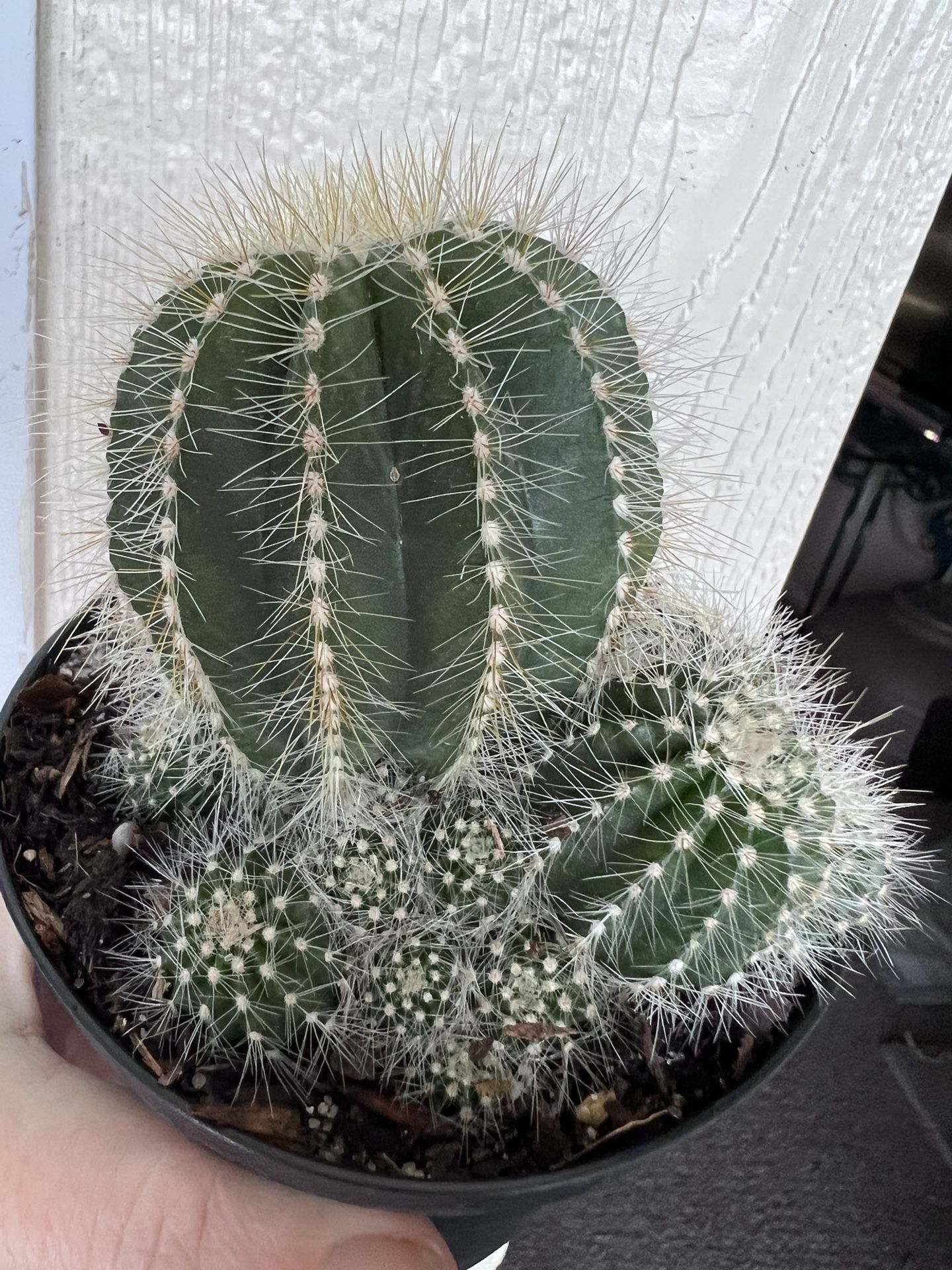 Balloon Cactus Cluster