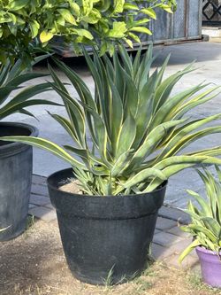 Agave americana For Sale Different Size