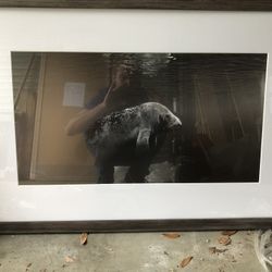 24x36 Wood Framed Manatee Picture 