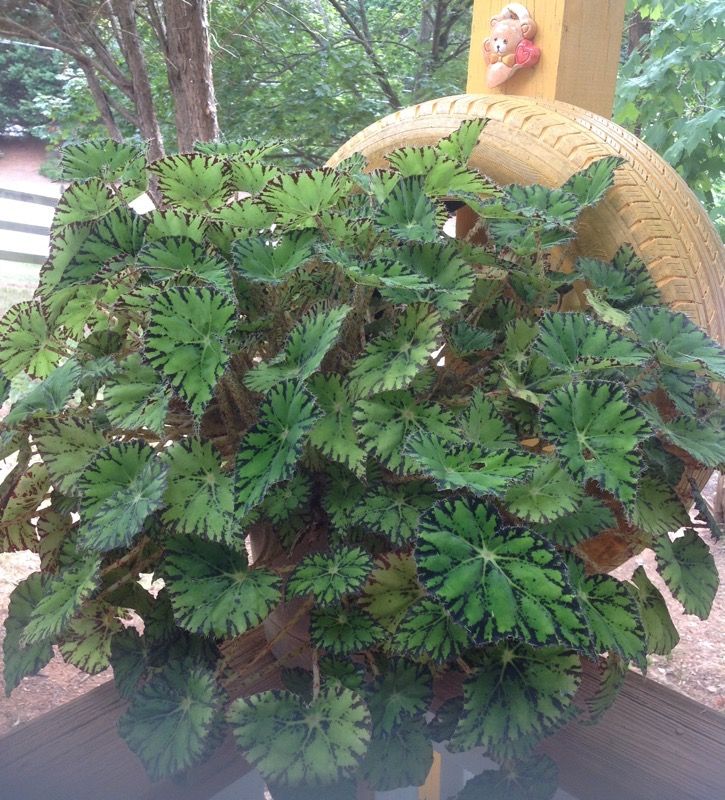 Begonia