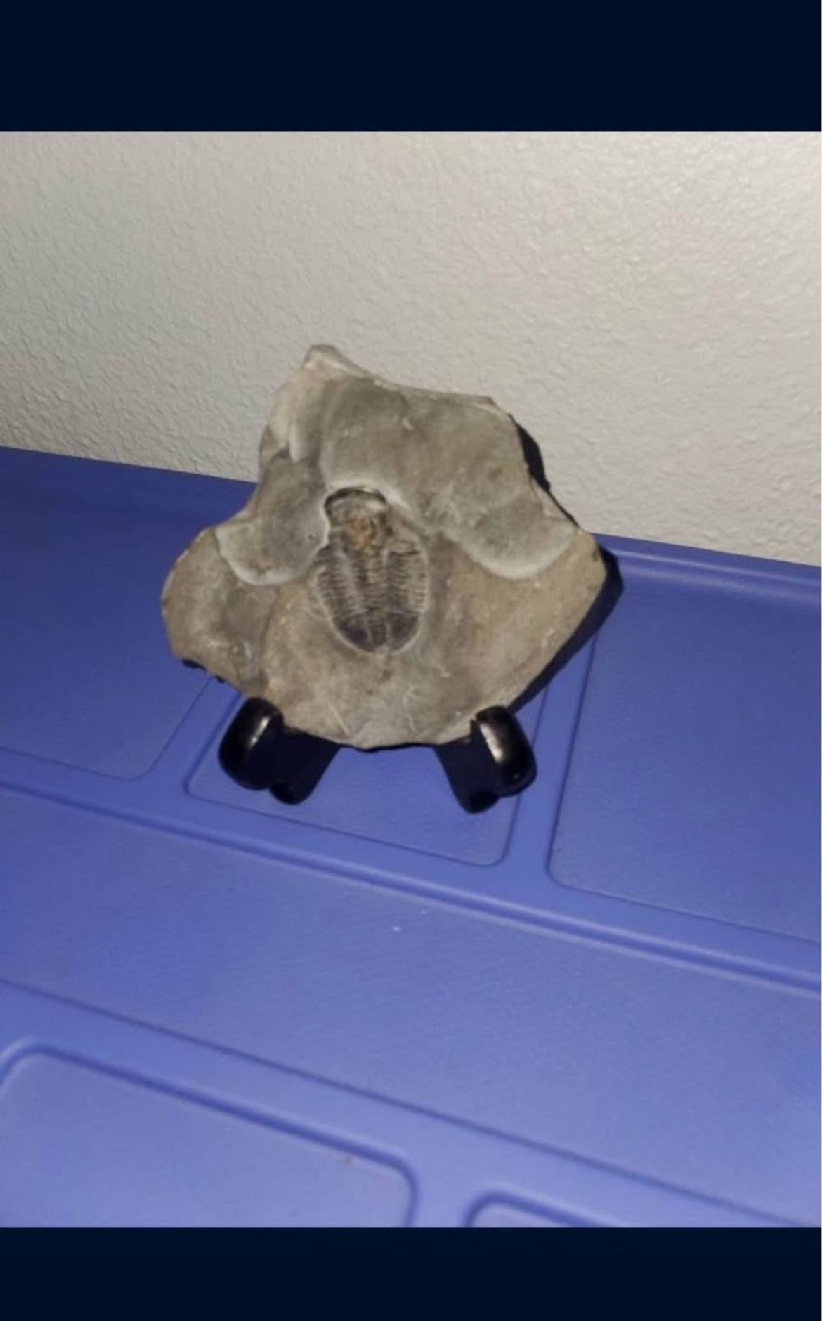 Trilobite fossil