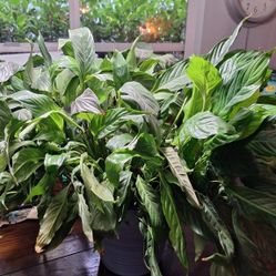 Large Spathiphyllum $25
