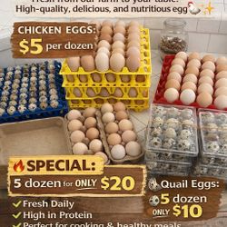 Farm Fresh Chicken & Quail Eggs – TODAY DEAL 🔥