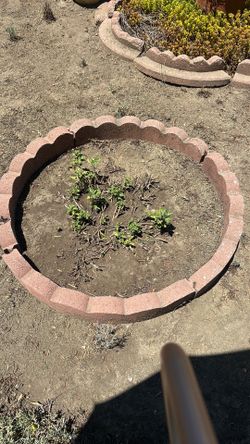 scallops bricks