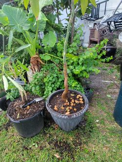 Money Tree 7 Foot Tall 