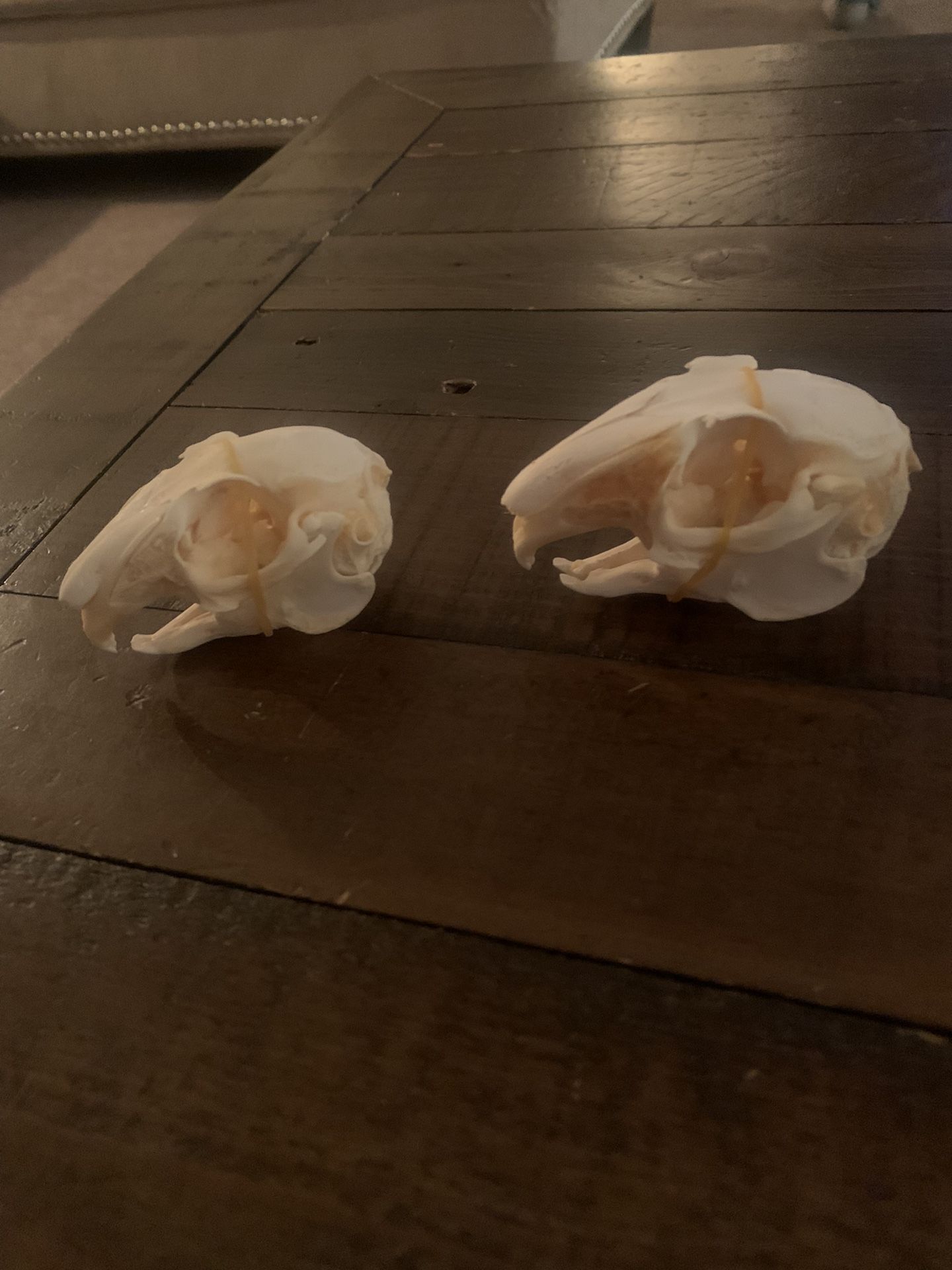 Taxidermy Bunny Skulls!! $25 Each!!