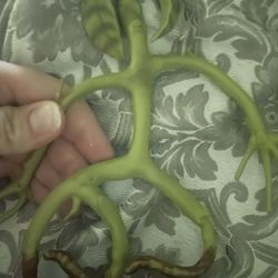 Bowtruckle From Fantastic Beasts Bendable Figurine 