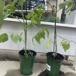  Organic Heirloom Tomato Plants 🍅 Buy One Get One Free !!!
