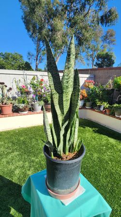 Snake 0r mother in law plant