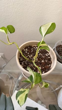 Manjula pothos - please read full description