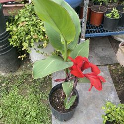 Canna Lily Red  $12 