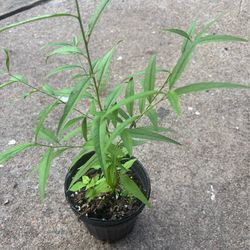 Arbolito de durazno