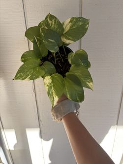 Golden Pothos Plant Houseplant