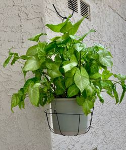 Syngonium Arrowhead Plant in Hanging Basket