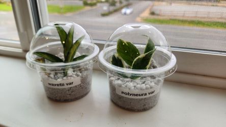 Hoya Polyneura var and wayetii var. Bundle
