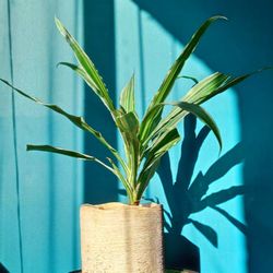 Dracaena 'Fragrans Warneckii' variegated plant/ Indoor Plant/ House Plant Flower Patio Garden
