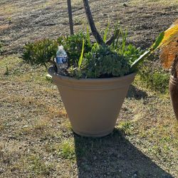 Large Planter Pot With Succulents Plants 