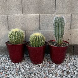 False Saguaro 🌵 Golden Barrel 🌵