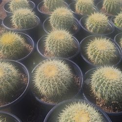 Golden Barrel Cactus 