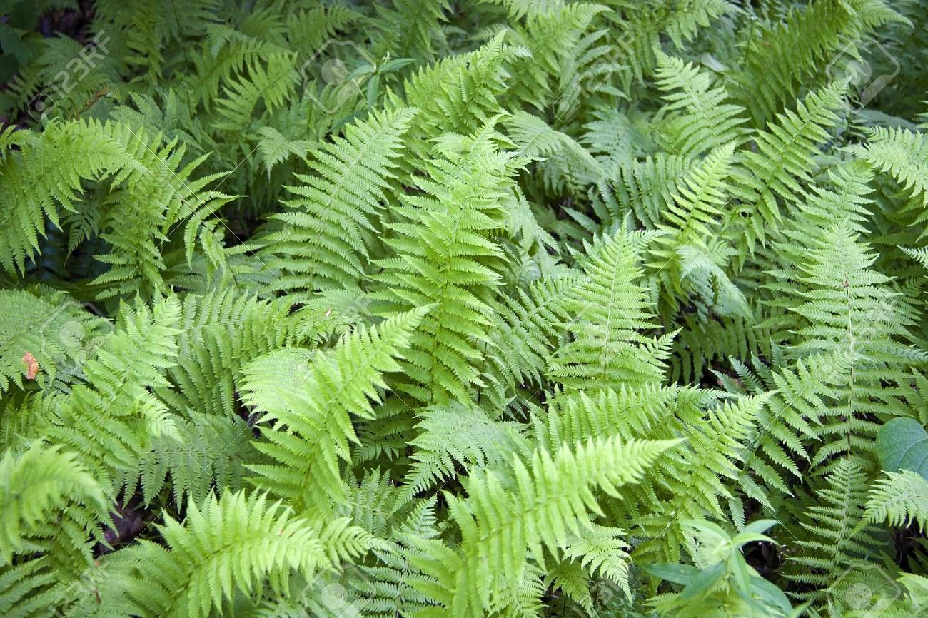 Wild Ferns