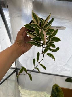 4” Hoya Krinkle albo