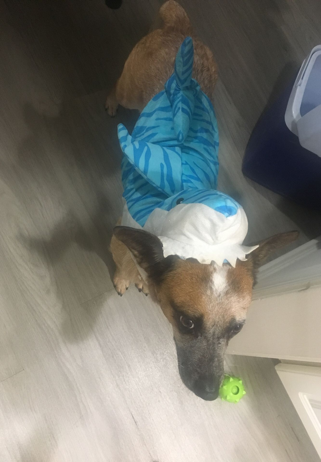 Medium shark costume for dogs