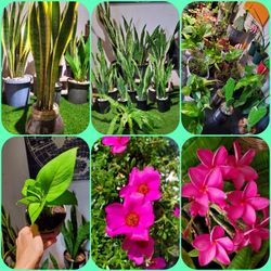$5, $10, $15, $20 Per Plant. Plants SALE. CHEAP HEALTHY PLANTS