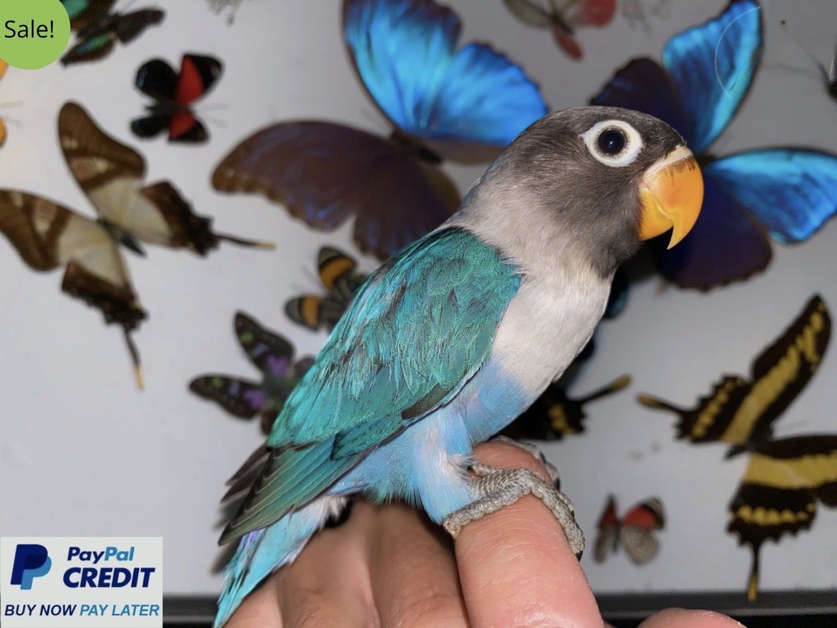 Blue Masked Lovebird for sale
