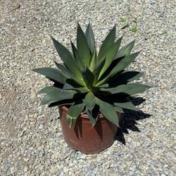 agave red margin