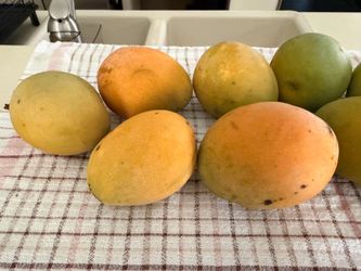Mangoes 🥭