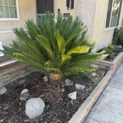Free Palm