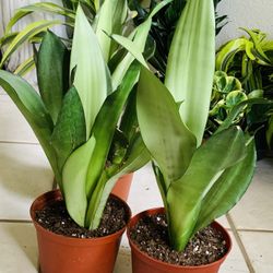 ♥️Rare♥️ Moonshine Snake PlanT🙏PLS READ DESCRIPTION 